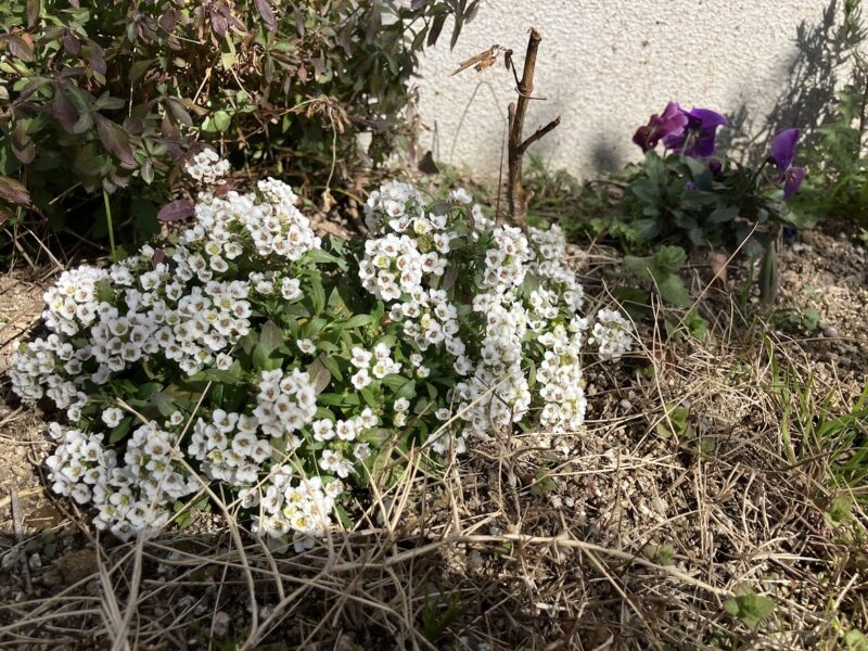 アリッサムの花