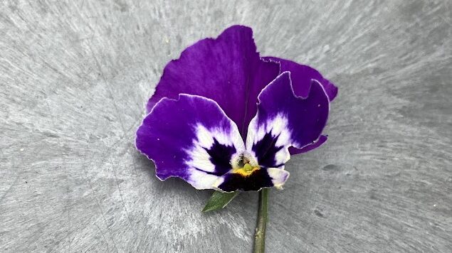 ビオラ・イチゴを食害から守る！ナメクジ駆除の決定版「スラゴ」徹底レビュー