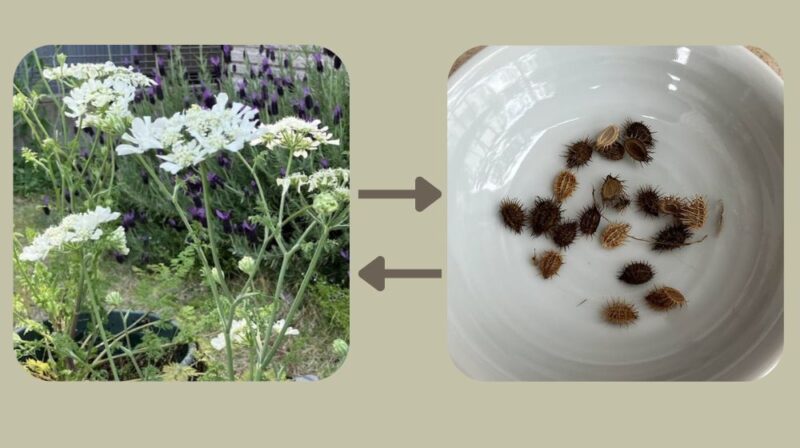 オルラヤの花と種を矢印で交互でつないでいる。