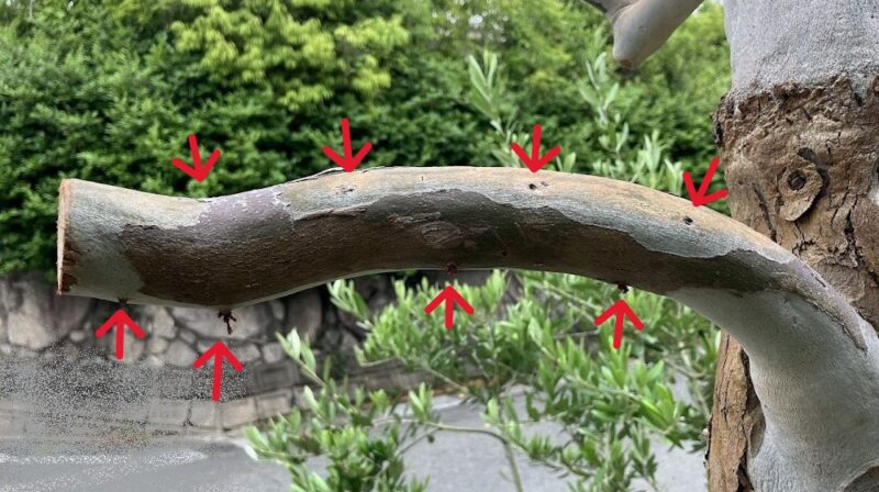 ユーカリの枝にある節(成長点)を矢印で指示している