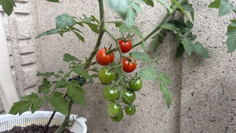 水耕栽培しているミニトマトの色づき