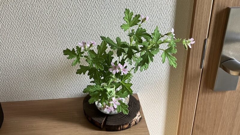 切り戻した花つきの枝を花瓶に挿して有効活用している。
