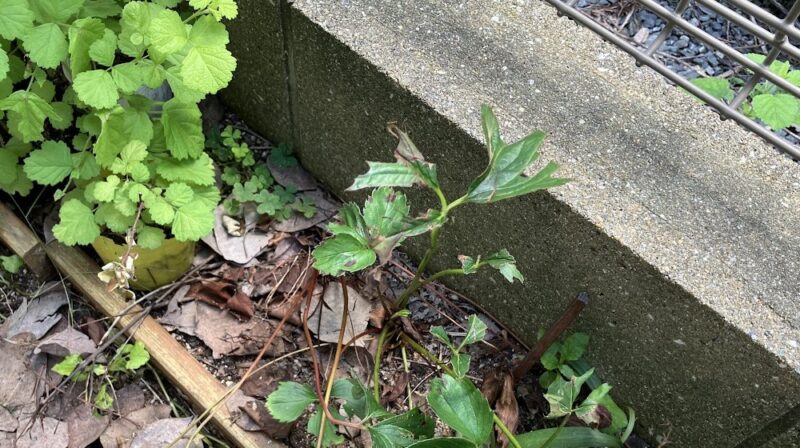 地植えしたイチゴの葉っぱが虫に食べられて欠けている様子。