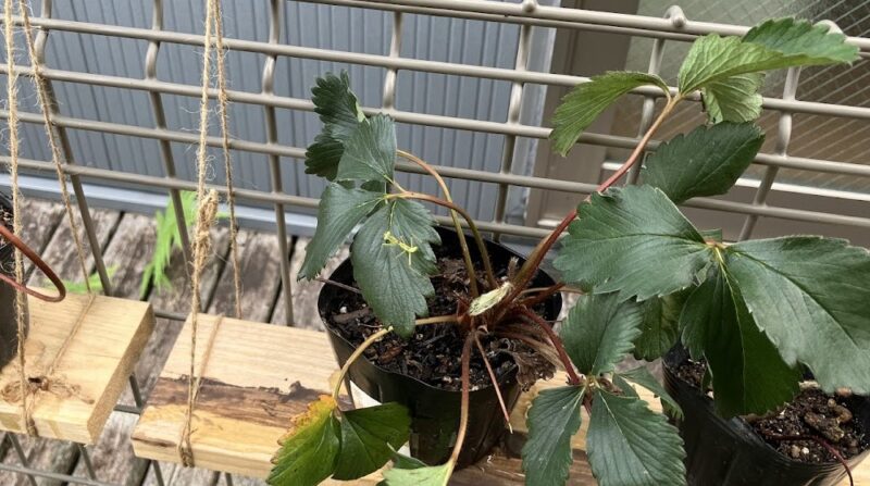 イチゴの葉の上に小さなカマキリの赤ちゃんが乗っている