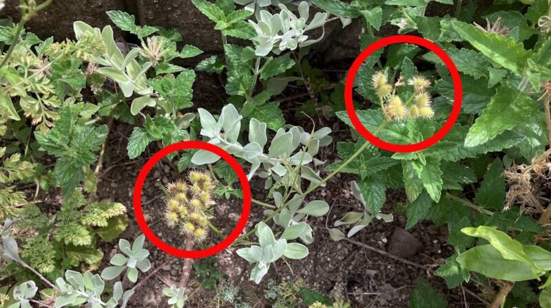 オルラヤの種の出来はじめ、緑色の様子。種の部分を赤い丸印で囲んである。