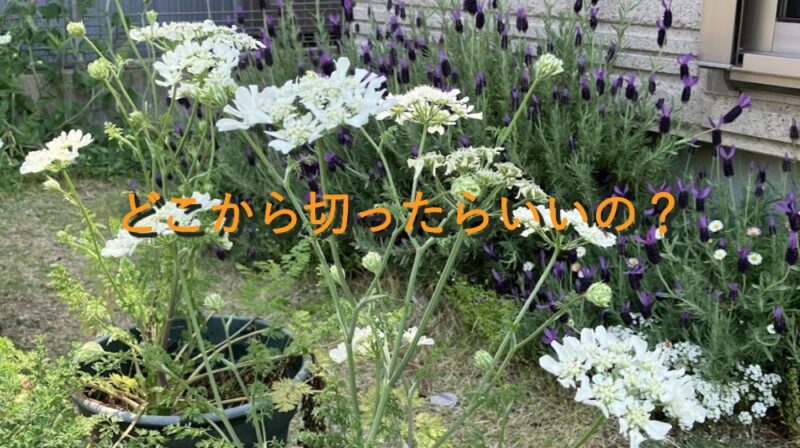 オルラヤの花と花柄摘みはどこから切ればいいのかの疑問文