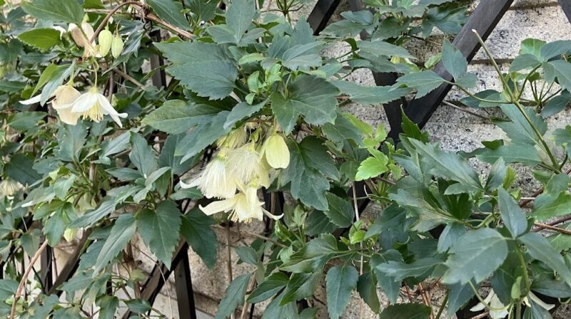 純白の花をうつむき加減に咲かせているクレマチス・ジングルベル