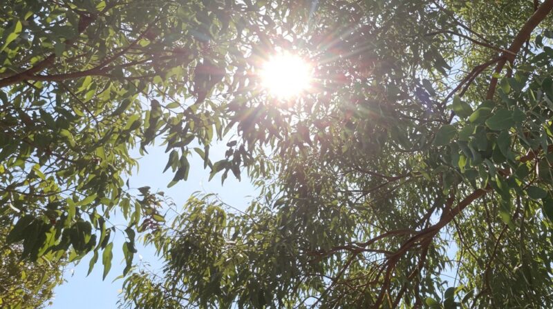 ユーカリの葉の間から夏の強い日差しが差し込む