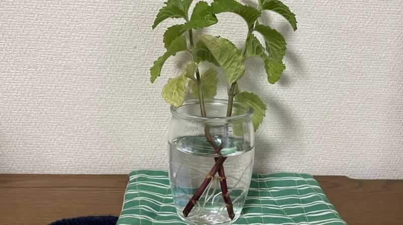 グレープフルーツミントをコップに活けている様子。水に挿して5日後に発根している。