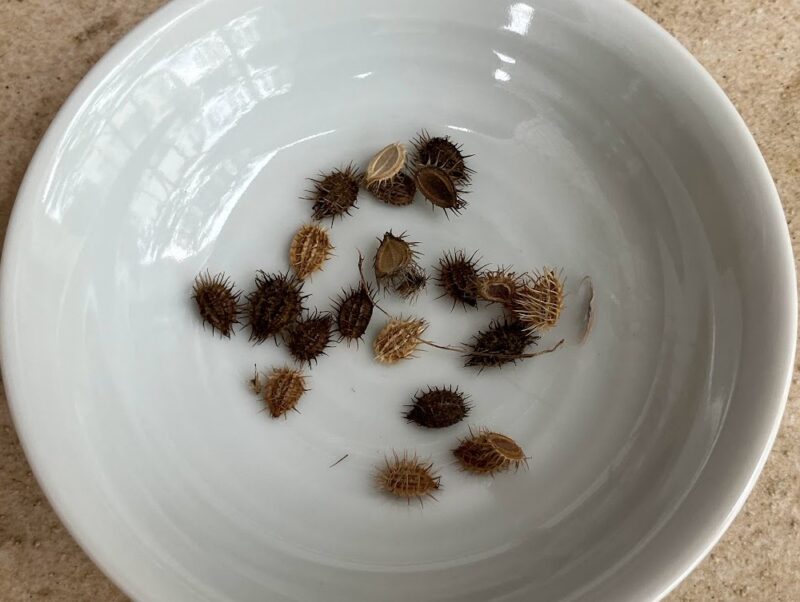 採取した種が白いお皿にのっている。種は茶色からこげ茶色。