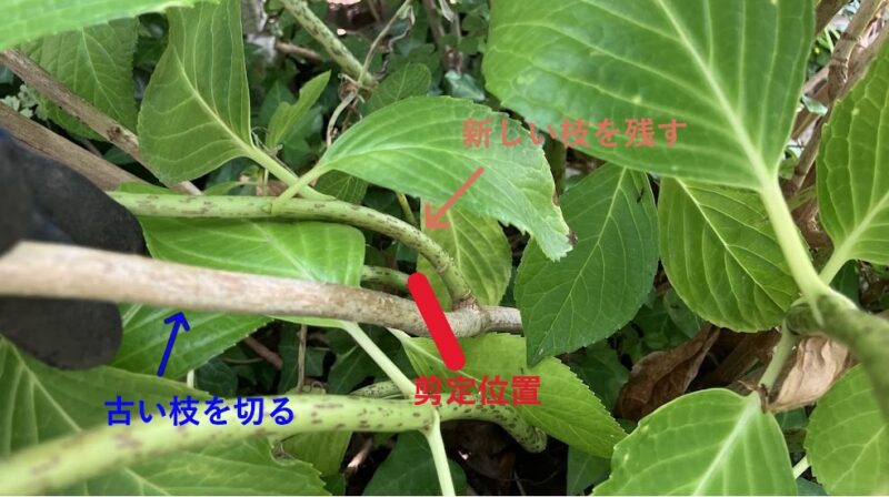 古い枝の株もとのアップ。古い枝から新しい枝が分岐している。古い枝の剪定位置を赤い線で示している。