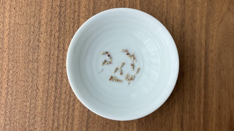 ヤグルマギクの種のアップ。細長く先端に毛のようなものがついている。長さは5mm程度。