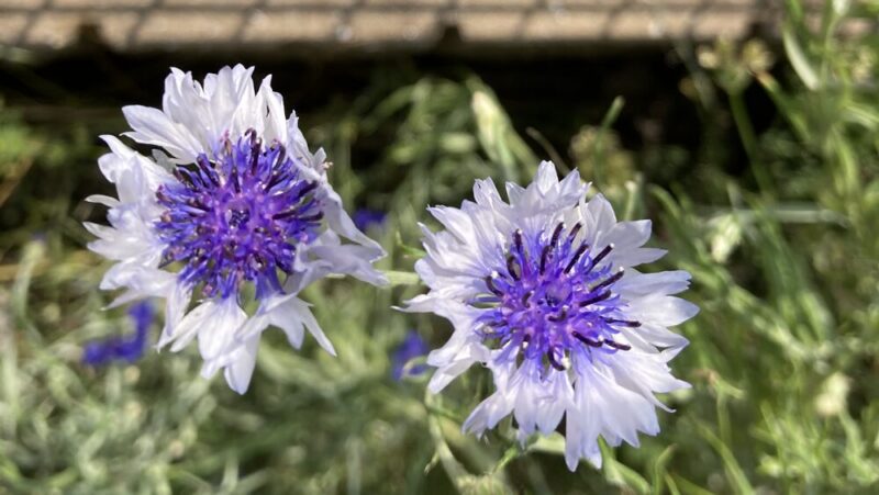ヤグルマギクの花。周りの花弁は白色で、中心部は紫色。