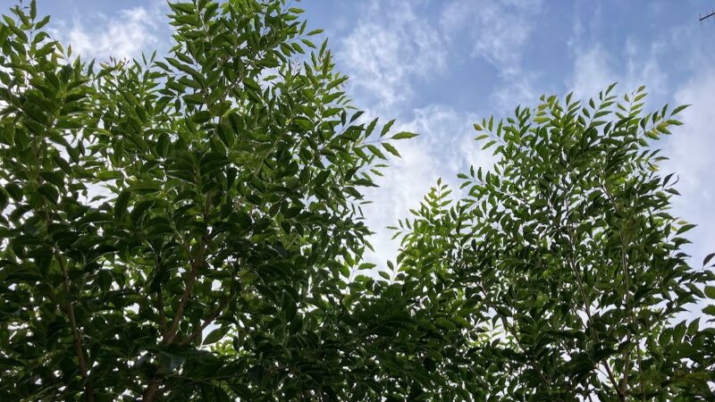 夏の日差しを遮るシマトネリコの葉