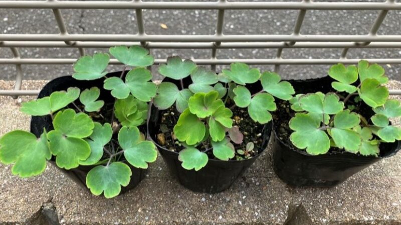 新しく芽吹いたオダマキの小さな苗の写真。