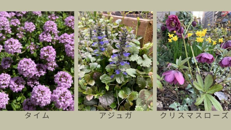 宿根草の代表的な植物として、タイム、アジュガ、クリスマスローズの写真。