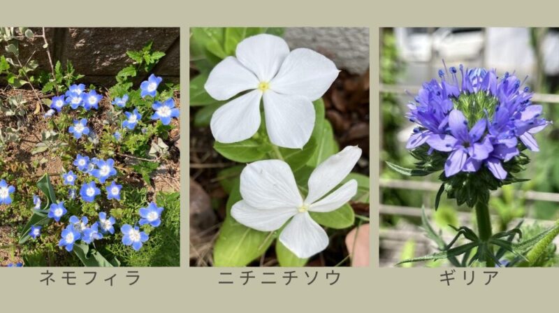 一年草の代表的な植物として、ネモフィラ、ニチニチソウ、ギリアの写真。