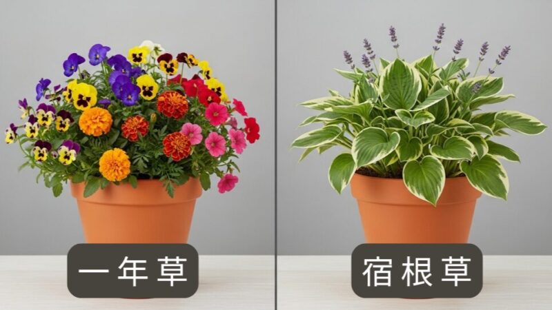 一年草（パンジー）と宿根草（ホスタ）の鉢植えが並べられ、それぞれの特徴を比較している写真。