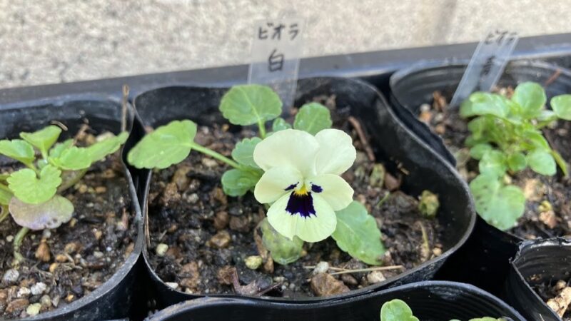 白いビオラの開花したばかりの様子。