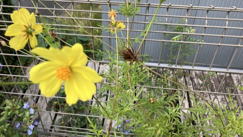 キバナコスモス・レモンイエローの花と中央に結実した種。