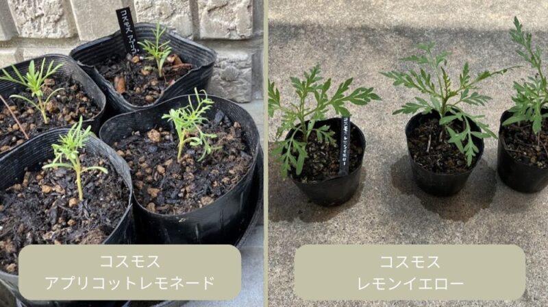 2種類のコスモスのポット上げを比較した様子。左のアプリコットレモネードは繊細な葉っぱ、右のレモンイエローは幅が広く力強い葉っぱ。