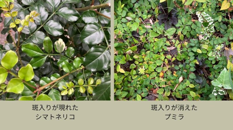 斑入りのシマトネリコの葉と先祖返りで緑化したプミラ（オオイタビ）