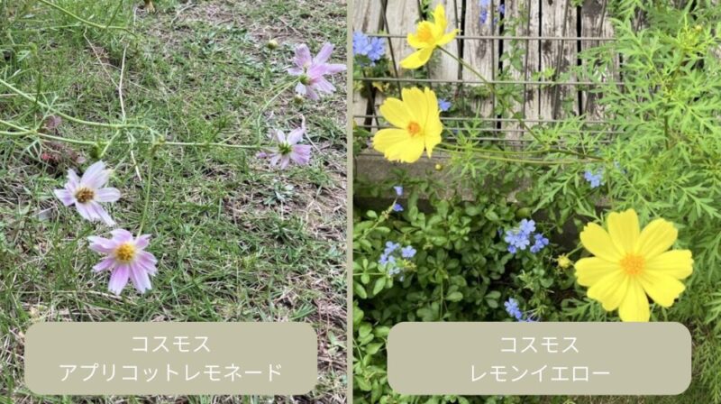 普通のコスモス（アプリコットレモネード）とキバナコスモス（レモンイエロー）の花と葉の比較。成長の違いと見分け方。
