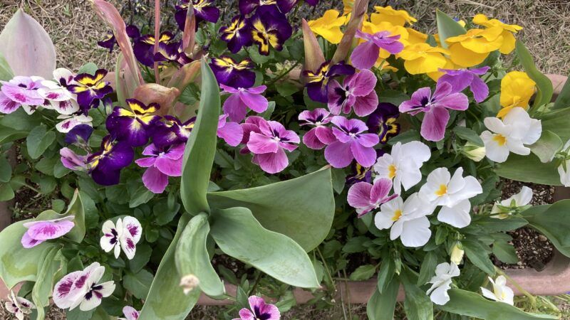 自家採種で咲いたよく咲くスミレのプランター（2023年春開花）。黄色、紫、白、複色のビオラとチューリップの葉。