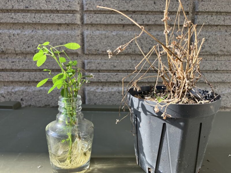 ユーフォルビアの水差し苗と枯れた苗