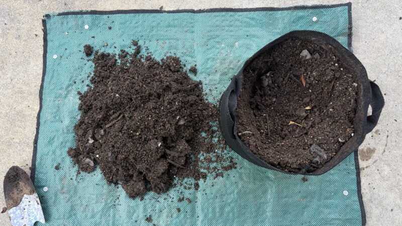 カルスとユーカリの葉を混ぜて土に還った様子。