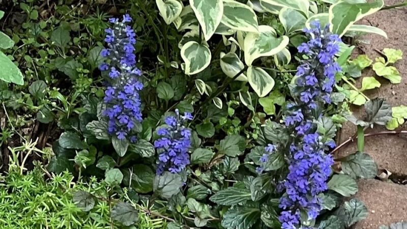 青紫の花を咲かせるアジュガ