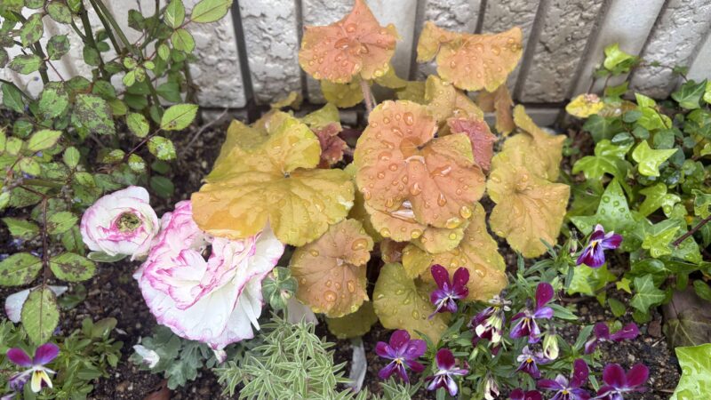 ヒューケラとビオラ、ラナンキュラスが植えてある花壇