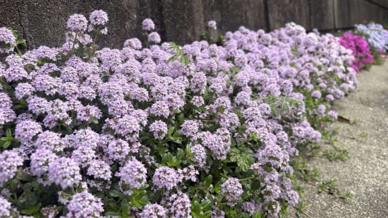 タイムがこんもりと茂り花を咲かせている。