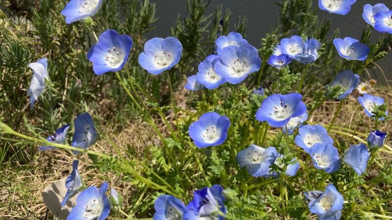 青い小花ネモフィラのアップ